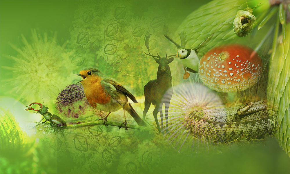 darwin-tol-1000x600-2